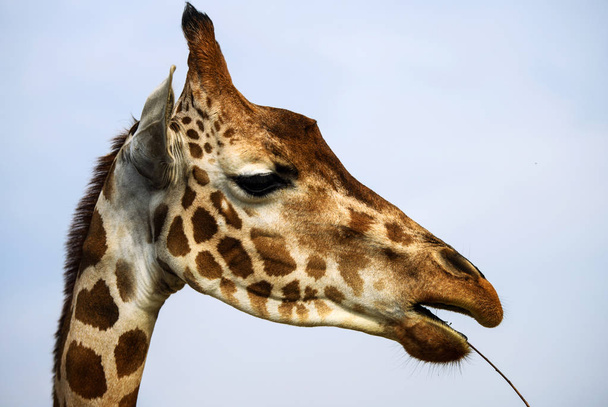 scenic view of cute giraffe at nature - Fotografie, Obrázek