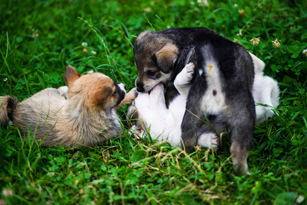 Cute puppy on green grass - Foto, afbeelding