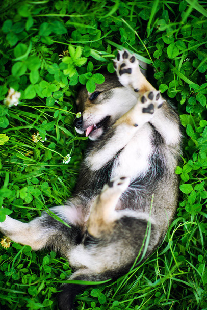 Cute puppy on green grass - Фото, изображение