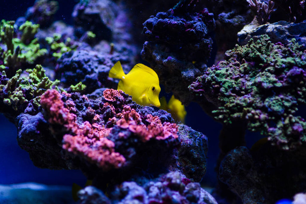 Wonderful and beautiful underwater world with corals and tropica - Valokuva, kuva