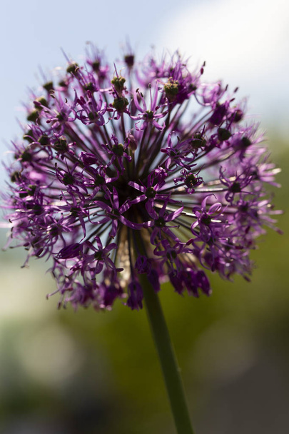 Purple Sensation Allium. Unique, globe-shaped blooms are made up of hundreds of tiny flowers. - Photo, Image