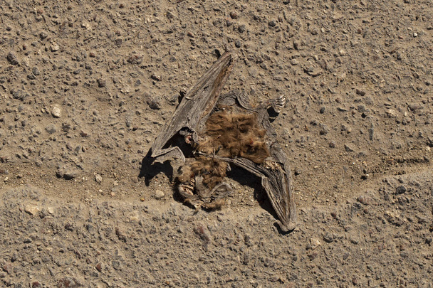 Road war - Dead, flattened, dry bat. Cold-blooded murder. Death from the car. The terrible end of the creepy. - Photo, Image