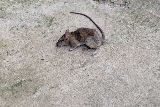 Nagy halott barna patkány a földön  - Fotó, kép