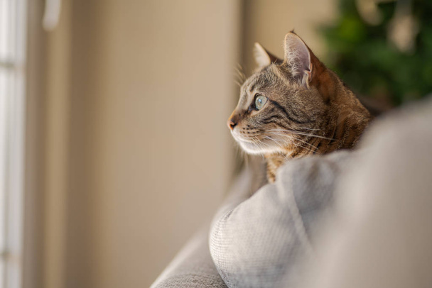 Коротковолосая кошка лежит дома на диване
 - Фото, изображение
