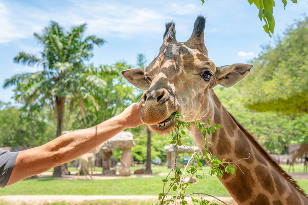 Člověk, který krmí žiraffe v zoo - Fotografie, Obrázek