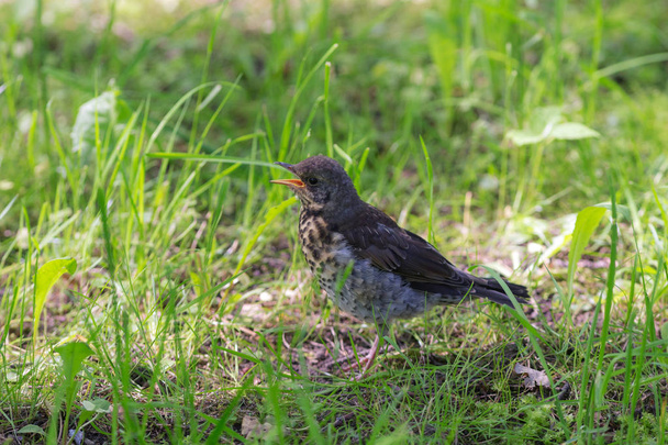 chick snowbird on the grass - Φωτογραφία, εικόνα