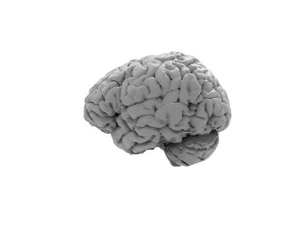 スタジオの背景で隔離された人間の脳の3Dレンダリング - 写真・画像