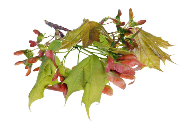 Maple tree seeds at the very beginning of vegetative spring matu - Photo, Image