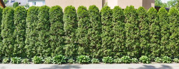 idealer langer grüner Zaun aus immergrünen Nadelbäumen in der Nähe von rur - Foto, Bild