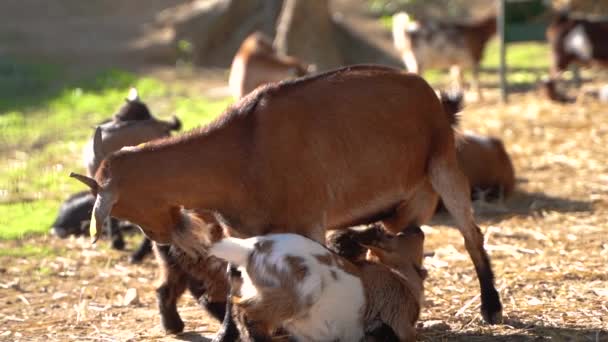 Twee kleine baby kid geiten finish zuigen speen op vrouwelijke Momma Nanny geit udder, volwassen geit ruikt de kleintjes ruiken. Geiten drinken melk. - Video