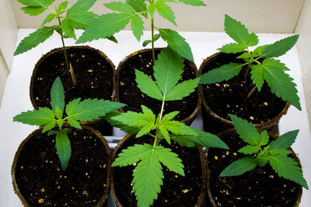 Young Cannabis Plants - también conocida como Marihuana. Que contengan THC químico psicoactivo, así como otros cannabinoides
.   - Foto, imagen