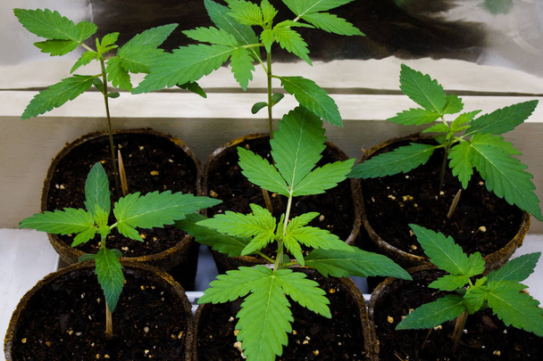 Young Cannabis Plants - also known as Marijuana. Containing psychoactive chemical THC, as well as other cannabinoids.   - Photo, Image