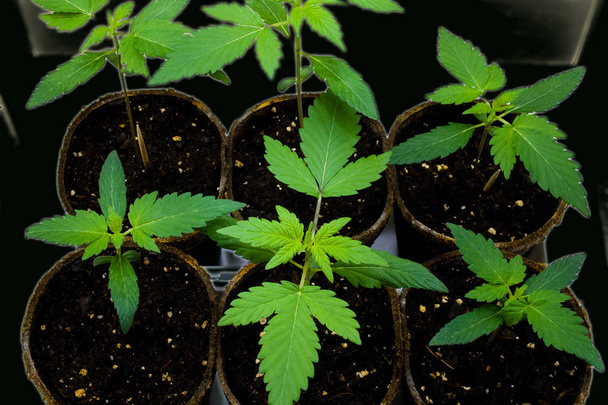 Young Cannabis Plants - also known as Marijuana. Glowing filter - Photo, Image