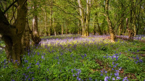 Blauglocken bedecken im zeitigen Frühjahr einen kleinen Waldboden. - Foto, Bild