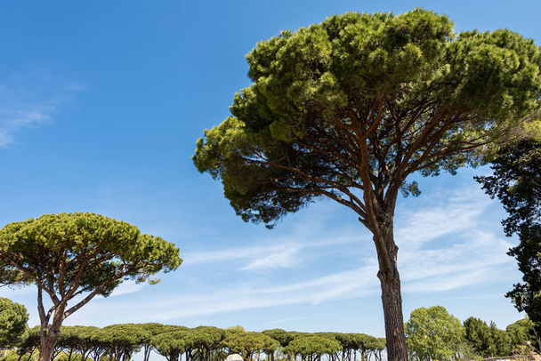 Δάσος με θαλάσσια πεύκα-Όστια αντίκα Ρώμη Ιταλία - Φωτογραφία, εικόνα