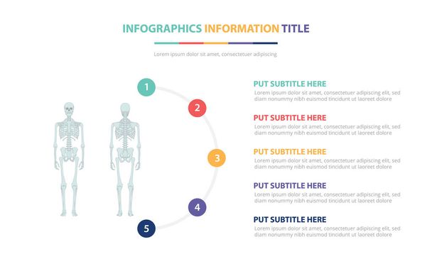 menschliches Skelett Knochen infografische Vorlage Konzept mit fünf Punkten Liste und verschiedenen Farben mit sauberem modernen weißen Hintergrund - Vektor - Vektor, Bild