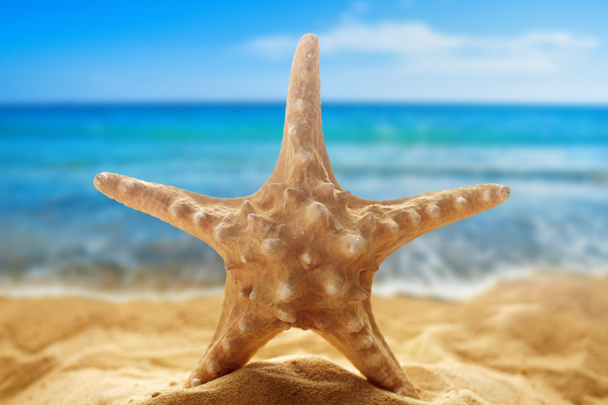 Starfish on the sandy beach - Фото, изображение