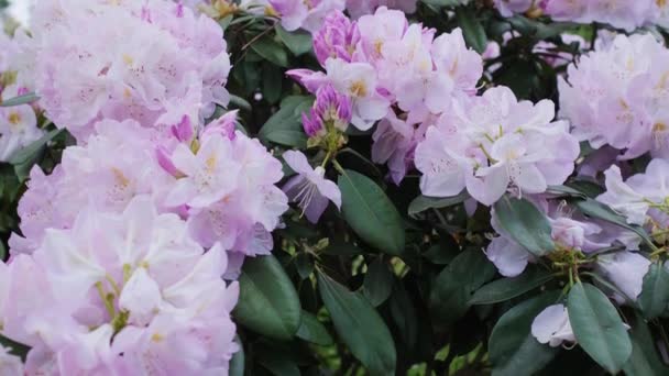 schöne rosa Phlox Blütenstand Nahaufnahme. rosa Blüten eines Busches in Großaufnahme. 4k - Filmmaterial, Video