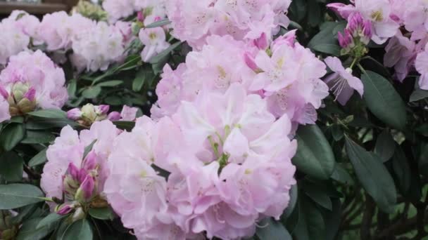 Kaunis vaaleanpunainen kukinto kukinto lähikuva. Vaaleanpunaisia kukkia Bushin lähikuvasta. 4 k.
 - Materiaali, video
