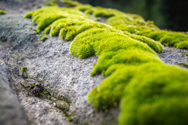 Bujny zielony mech rośnie na skale latem. Selektywna koncentracja z płytką głębią ostrości - Zdjęcie, obraz