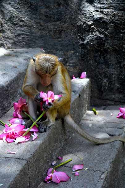 дикая обезьяна на лестнице
 - Фото, изображение