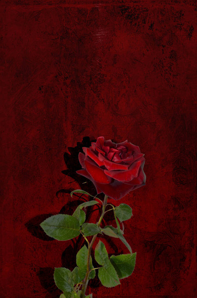 Yksi punainen ruusu mustaa, punaista, synkkää taustaa vasten. Postikortti, surun tausta, hautajaiset
 - Valokuva, kuva