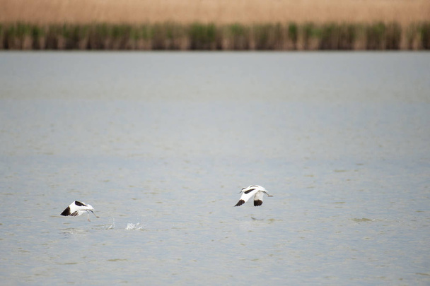 Dos aguacate-Recurvirostra avosetta- ocupado despegando de un lago
 - Foto, imagen