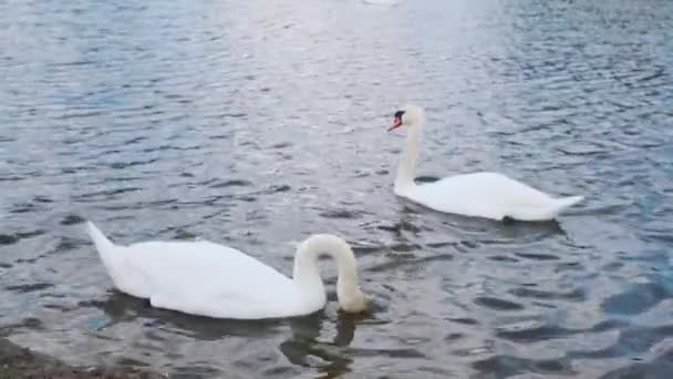 Swans on water. Swans swimming on lake - Footage, Video