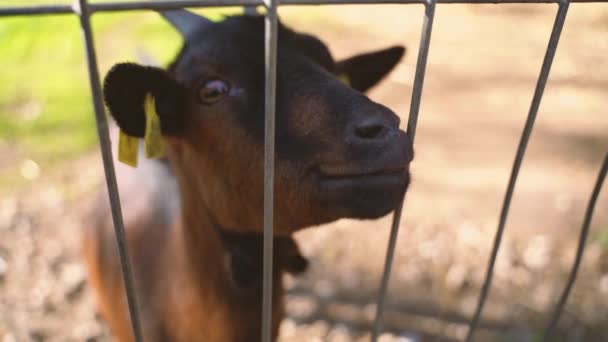 Ziegenschnauze hautnah ganz nah am Gesicht der Ziege - Filmmaterial, Video