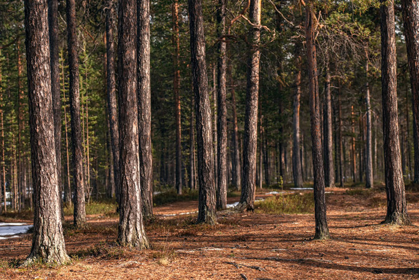trunks of pines in the Finnish forest in the spring - Photo, Image