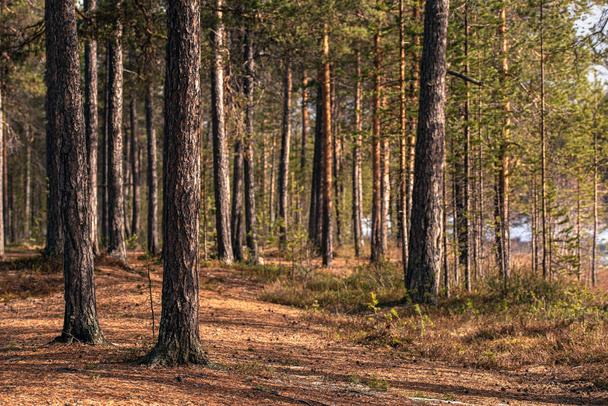 a fenyő fatörzsek a finn erdőben tavasszal - Fotó, kép