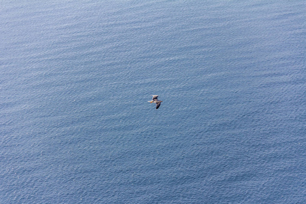 Una gaviota volando sobre el mar Mediterráneo, en Calpe, España
 - Foto, imagen