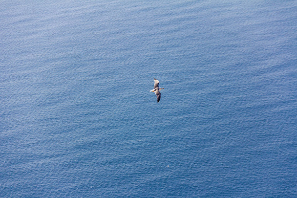 Lokki lentää Välimerellä, Calpessa, Espanjassa
 - Valokuva, kuva