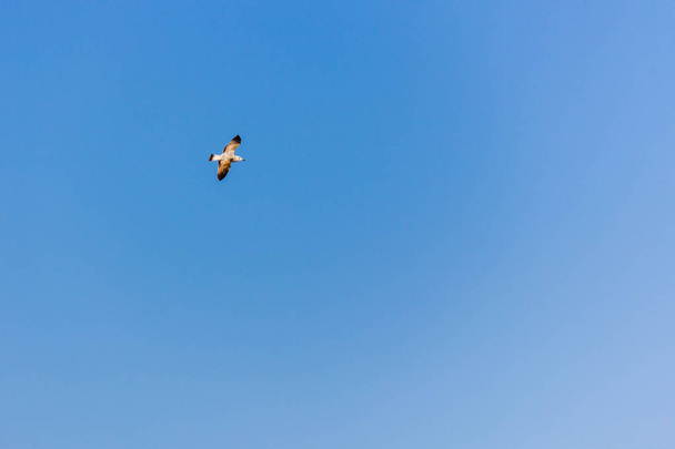 Mewa latania nad Morzem Śródziemnym, w mieście Calpe, Hiszpania - Zdjęcie, obraz