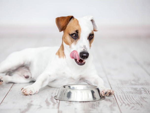 Dog eats food from bowl - 写真・画像