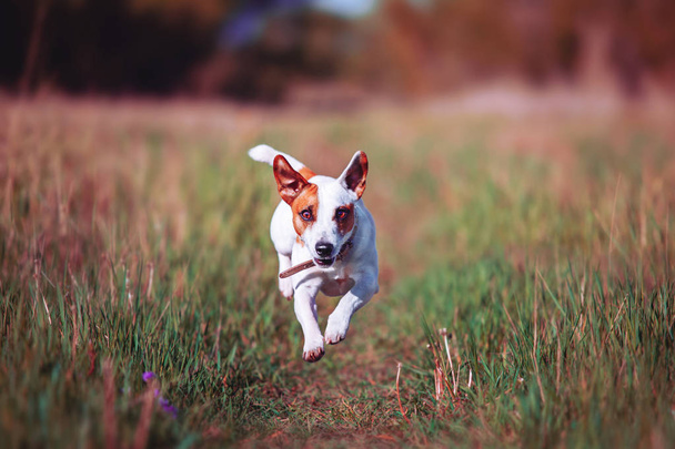 Dog running outdoor - Foto, afbeelding