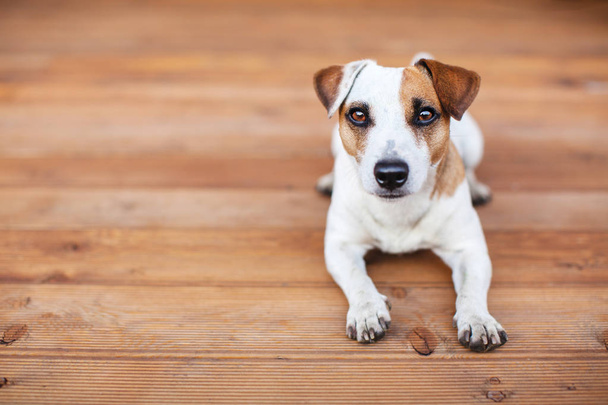 Dog at on wooden floor - Photo, image