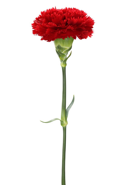 Punainen neilikka kukka eristetty valkoisella pohjalla - Valokuva, kuva