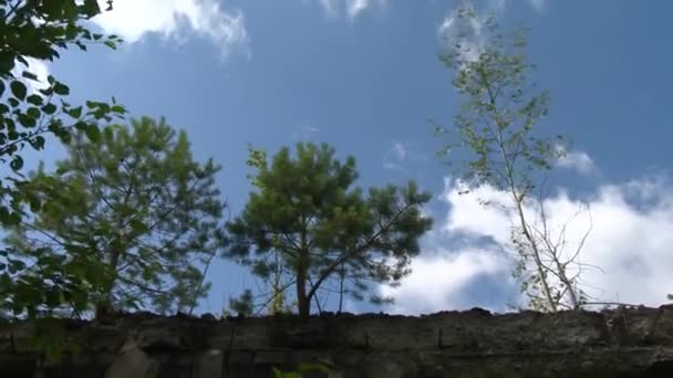 árvores crescem em paredes de tijolos danificados de antigas paredes de edifícios abandonados
 - Filmagem, Vídeo
