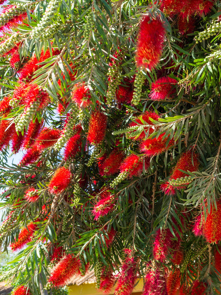 Plant of Callistemon with red bottlebrush flowers and flower buds against intense blue sky - Photo, Image