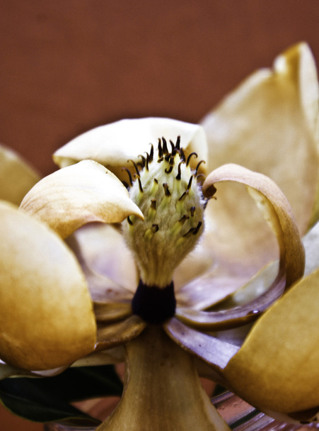 umiera magnolia - Zdjęcie, obraz
