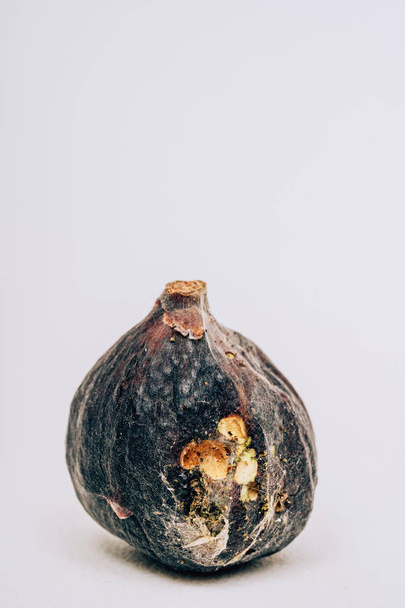 Spoiled figs on a white background. Rotten ripe figs. Worms in a fig. - Photo, Image