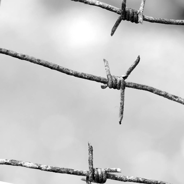 Ostiny ostnatým drátem blízká černá a bílá fotografie - Fotografie, Obrázek