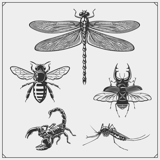 Dragonfly, bee, scorpion and beetle. Vector illustration. Print design for t-shirt. Tattoo design. - Vektör, Görsel