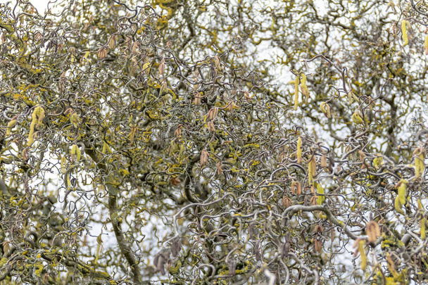 крученые лесные ветки
 - Фото, изображение