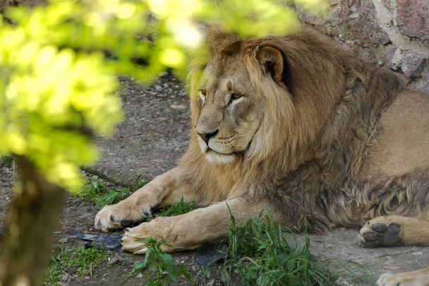 Большой африканский лев лежит в птичнике зоопарка. Лев загорает и позирует перед зрителями в зоопарке
 - Фото, изображение