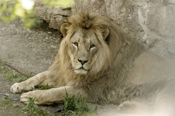Der große afrikanische Löwe liegt in der Zoovoliere. Löwe sonnt sich und posiert für das Publikum im Zoo - Foto, Bild