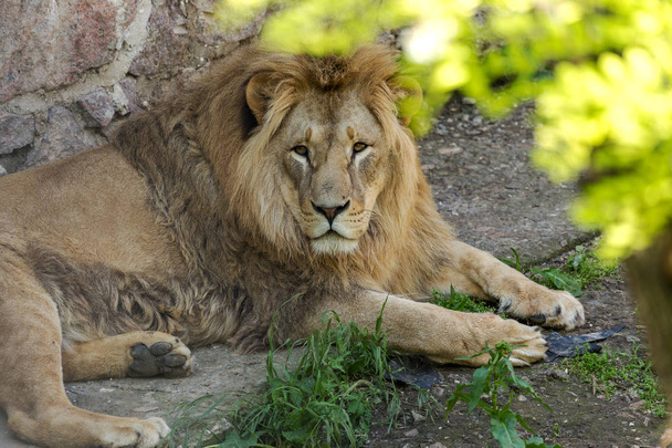 Velký Afričan se nachází ve vaší zoo. Lvů slunění a pózání pro diváky v zoo - Fotografie, Obrázek