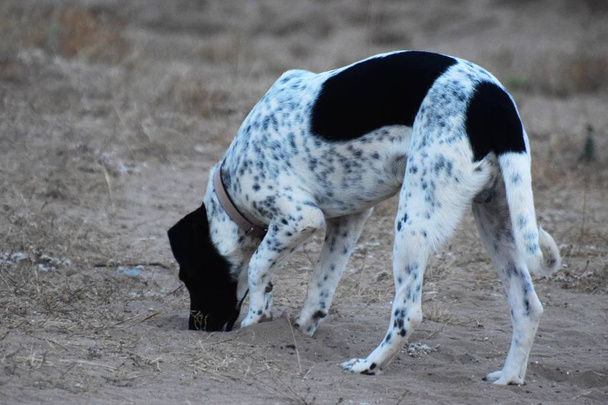 Весёлая взрослая английская собака
 - Фото, изображение