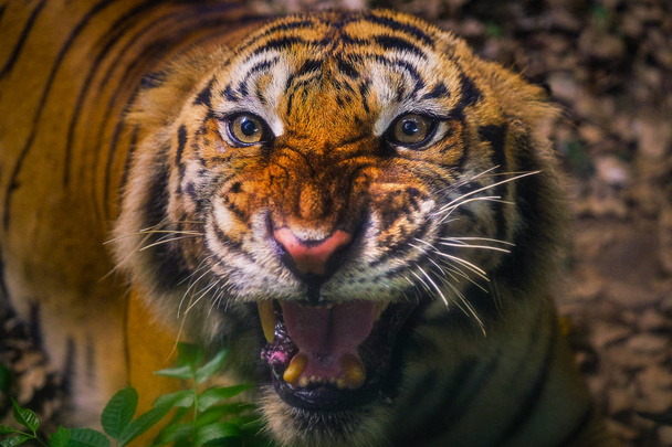 Злой суматранский тигр Суматранский тигр смотрит в камеру
 - Фото, изображение